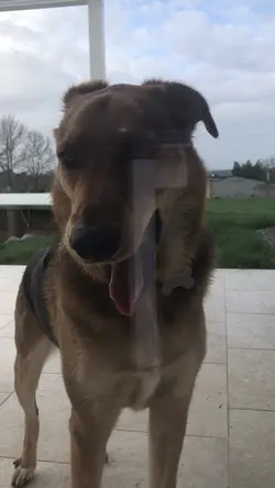 Mon chien ❤️‍🔥