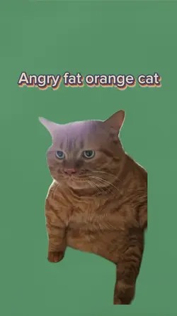 Angry fat orange cat