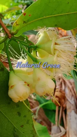 natural green