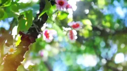 Summer tries