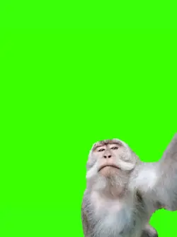 GREEN SCREEN 