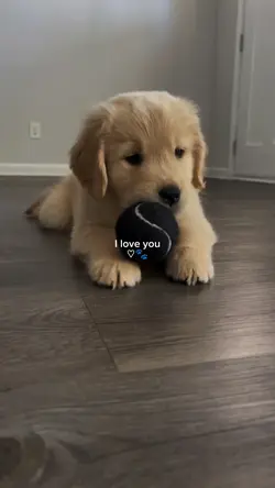 i love my dog