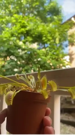 Venus fly trapping 