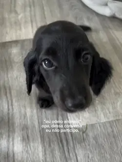 Cachorrinhos