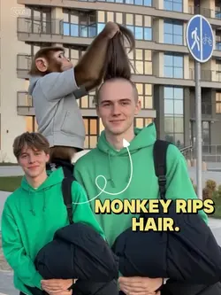 monkey rips hair 