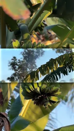 CINEMATIC X JJ TREND
