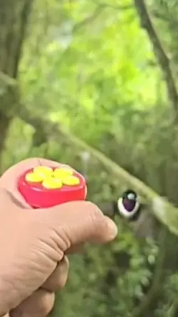 Kucing Burung Lucu