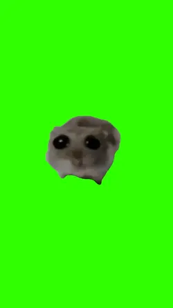 sad hamster