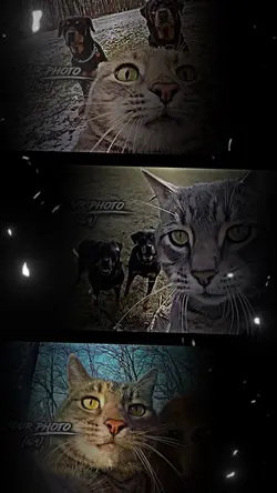 写真6枚