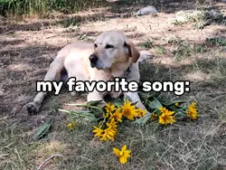 my favorite song