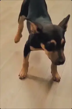 happy happy dog