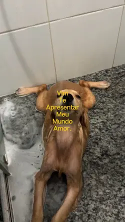 Trend fofa