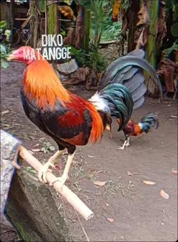 pogi sige na
