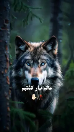 تک تاک مره فالو کنید