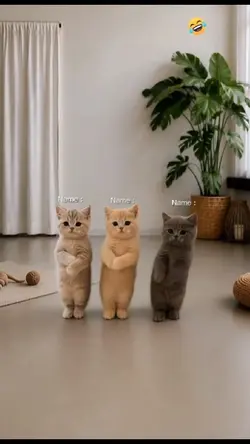 Dancing Cat Trend..