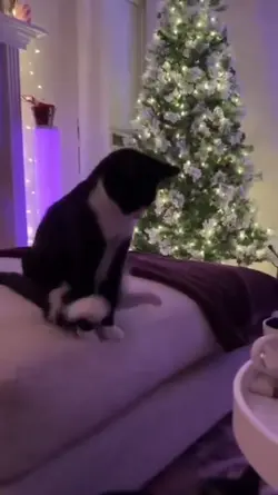 cats being silly
