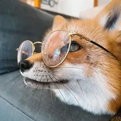 FOXES