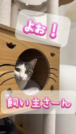 ペット動画など