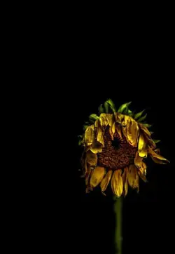 Supermarket Flowers 