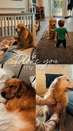 YOUR PET ❤️‍🩹