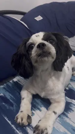 Good dog era