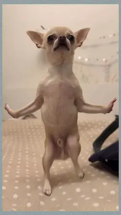Dancing Dog