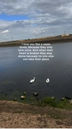 Swan love