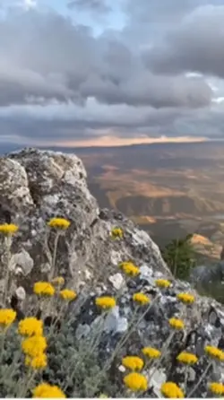 Trend şablon