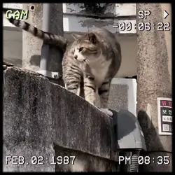 estetik vhs
