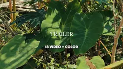 Traie Cinematic
