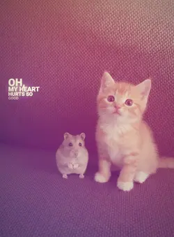 cute cat