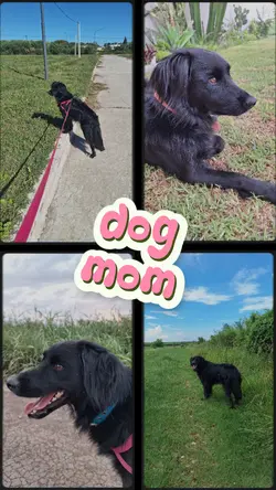 dog mom 