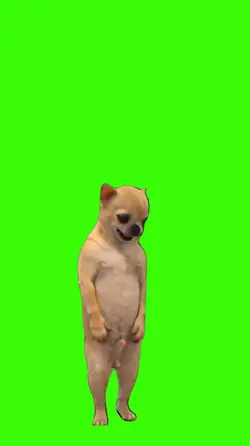 Dog/Cachorro.