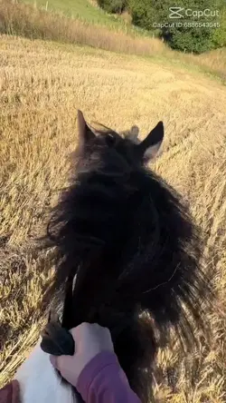 GALLOP!!
