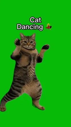 Cat Dancing 💃 