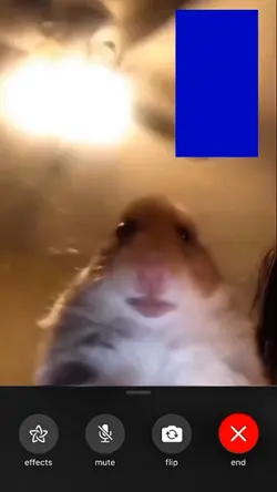 Hamster in a call