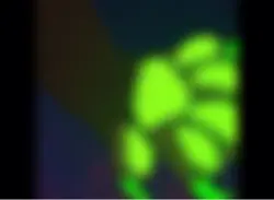 Nuda