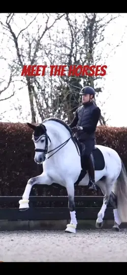 Meet the horses 