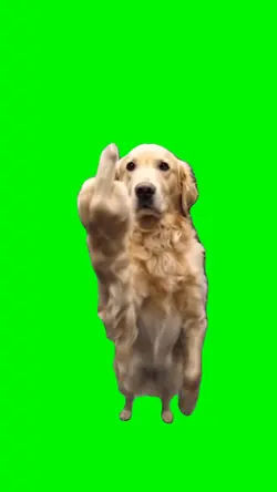 Funny Dog Meme