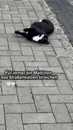 Katzen 🐈‍⬛🤍