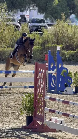 Trending horse edit💙
