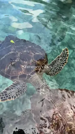 summer travel