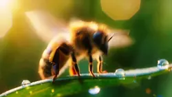 bee