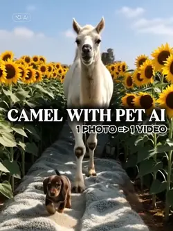 WALKING x CAMEL