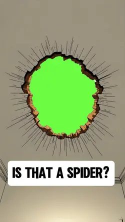 IS THAT A SPIDER?