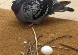 idk