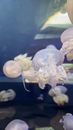 june dump 