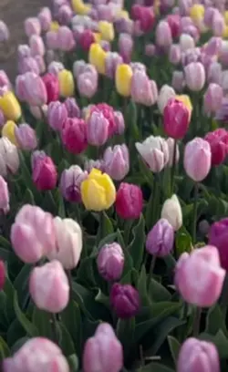 Tulips 🌷 