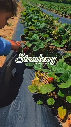 Strawberry Farm Tour