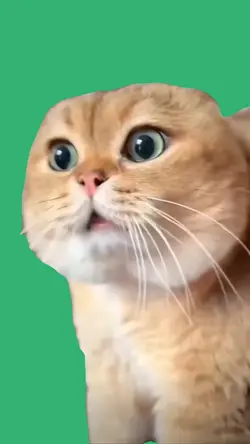 talking cat